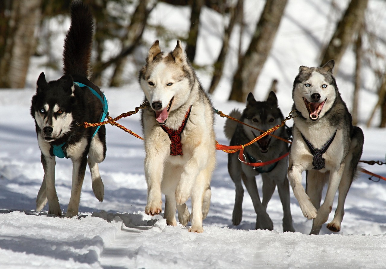 Alaska Dog Sledding Tours Await